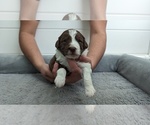 Small Photo #5 Aussiedoodle Miniature  Puppy For Sale in RIVERVIEW, FL, USA