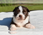 Small #3 Auss-Tzu