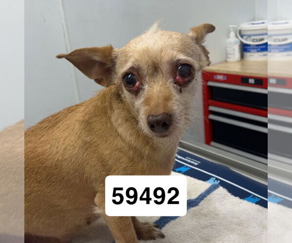 Medium Photo #1 Chihuahua-Unknown Mix Puppy For Sale in Chico, CA, USA