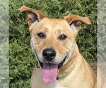 Angelic Ms Annice ~ Exceptional ! - Female American Staffordshire Terrier-Unknown Mix Dog for Adoption - Small photo