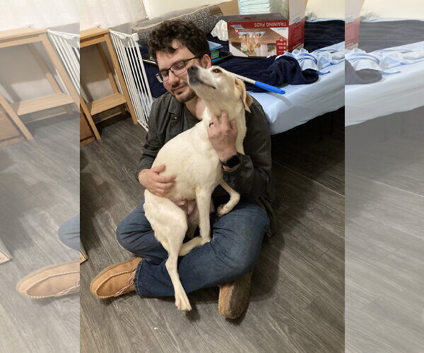 Medium Photo #2 Labrador Retriever-Unknown Mix Puppy For Sale in Holly Springs, NC, USA