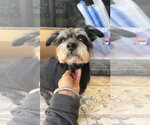 Small #2 Mutt