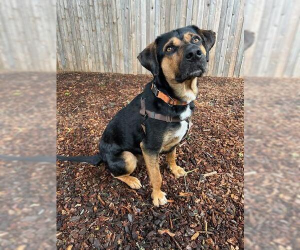 Medium Photo #1 Mutt Puppy For Sale in Sequim, WA, USA
