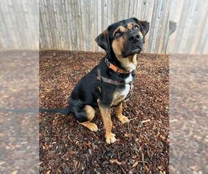 Mutt Dogs for adoption in Sequim, WA, USA