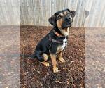 Small Mutt