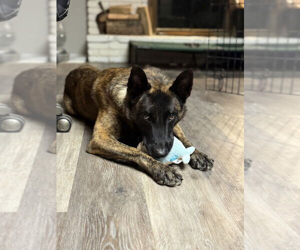 Medium Photo #1 - Mix Puppy For Sale in Imlay City, MI, USA