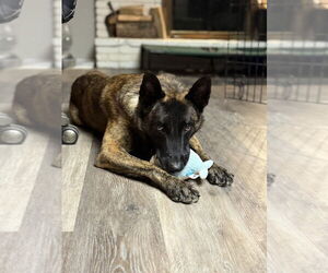 - Mix Dogs for adoption in Imlay City, MI, USA
