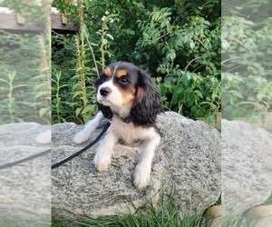 Cavalier King Charles Spaniel Puppy for sale in GRAND JUNCTION, MI, USA