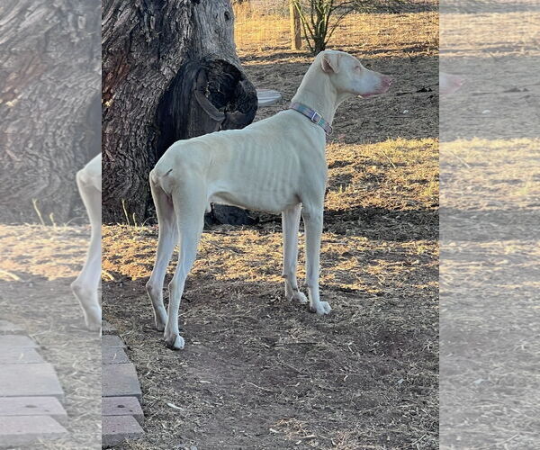 Medium Photo #7 Doberman Pinscher Puppy For Sale in Buffalo, MN, USA