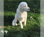 Small Photo #26 English Cream Golden Retriever Puppy For Sale in NORTHWOOD, OH, USA