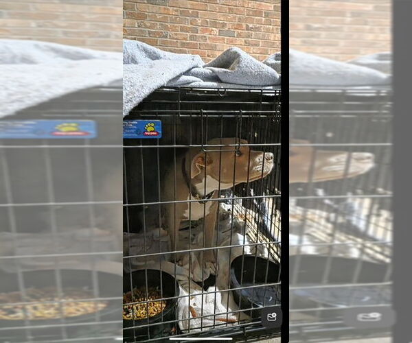 Medium Photo #2 Mutt Puppy For Sale in Atlanta, GA, USA