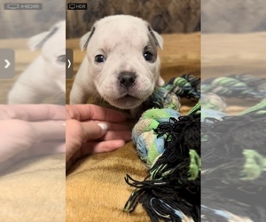 American Bully Puppy for sale in FRONT ROYAL, VA, USA