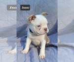Small Photo #5 Boston Terrier Puppy For Sale in POMEROY, OH, USA