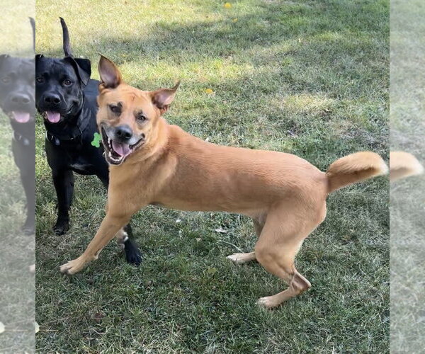 Medium Photo #8 Mutt Puppy For Sale in Fargo, ND, USA