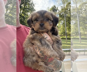 Yorkshire Terrier Puppy for sale in NEWTON, NC, USA