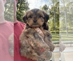 Small Yorkshire Terrier