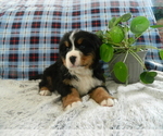 Small Photo #2 Bernese Mountain Dog Puppy For Sale in CLARE, MI, USA