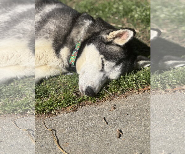 Medium Photo #7 Siberian Husky Puppy For Sale in Holly Springs, NC, USA