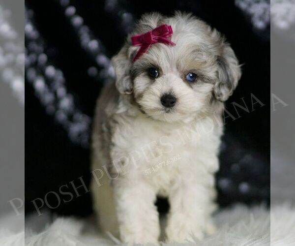 Medium Photo #117 Maltipoo Puppy For Sale in WARSAW, IN, USA