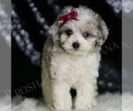 Small Photo #117 Maltipoo Puppy For Sale in WARSAW, IN, USA