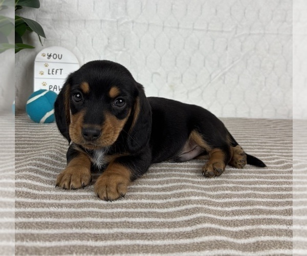 Medium Photo #3 Dachshund Puppy For Sale in GREENFIELD, IN, USA