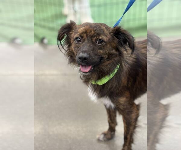 Medium Photo #1 Mutt Puppy For Sale in Turlock, CA, USA