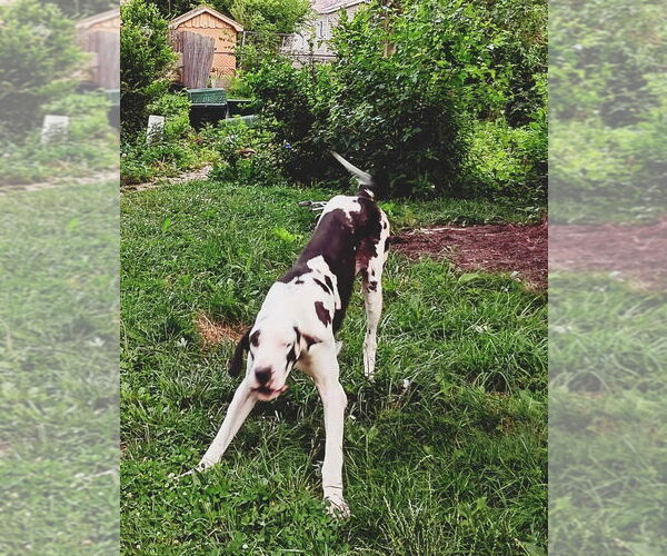 Medium Photo #3 Great Dane Puppy For Sale in Bullard, TX, USA