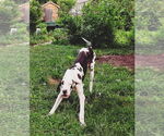 Small #2 Great Dane
