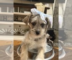 Small #7 Schnoodle (Miniature)