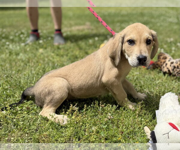 Medium Photo #2 Labrador Retriever Puppy For Sale in Yardley, PA, USA