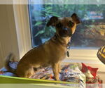 Small #3 Chihuahua Mix