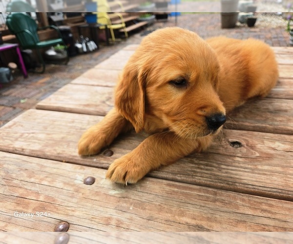 Medium Photo #3 Golden Retriever Puppy For Sale in LEON, KS, USA
