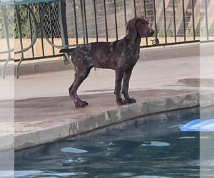 German Shorthaired Pointer Puppy for sale in NORCO, CA, USA