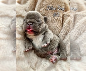 French Bulldog Puppy for sale in OJAI, CA, USA