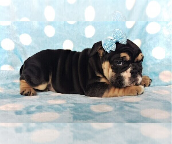 Medium Photo #5 Bulldog Puppy For Sale in LANCASTER, PA, USA