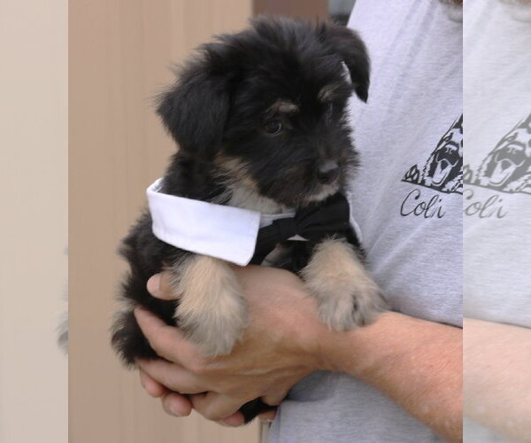 Medium Photo #3 Chihuahua-Unknown Mix Puppy For Sale in Bandera, TX, USA