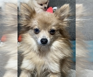 Mother of the Pomeranian puppies born on 02/01/2023