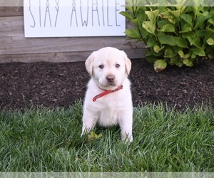 Labrador Retriever Puppy for sale in MILLERSBURG, OH, USA