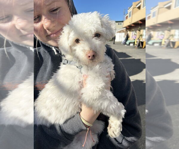 Medium Photo #4 Poodle (Miniature)-Unknown Mix Puppy For Sale in Pacifica, CA, USA