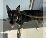 Small #2 German Shepherd Dog Mix