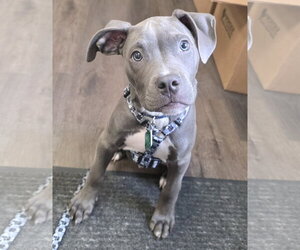 Mutt Dogs for adoption in Clarkston, MI, USA