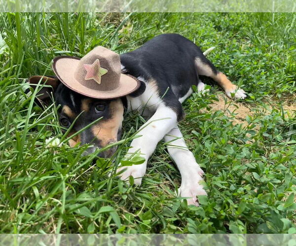 Medium Photo #21 Beagle-Unknown Mix Puppy For Sale in Germantown, OH, USA