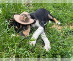 Small #20 Beagle Mix