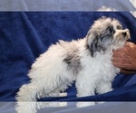 Small #9 ShihPoo