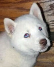 Siberian Husky Puppy for sale in LIBERTY, KY, USA