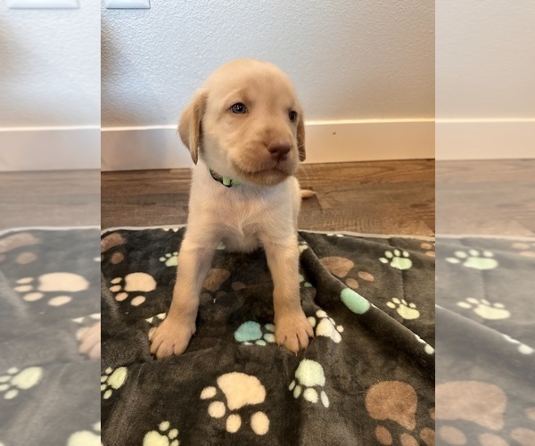 Medium Photo #7 Labrador Retriever Puppy For Sale in VANCOUVER, WA, USA