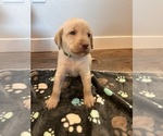 Small #6 Labrador Retriever