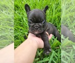 Small Photo #1 French Bulldog Puppy For Sale in WIMAUMA, FL, USA