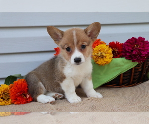 Pembroke Welsh Corgi Puppy for sale in SHILOH, OH, USA