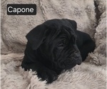 Small #1 Cane Corso